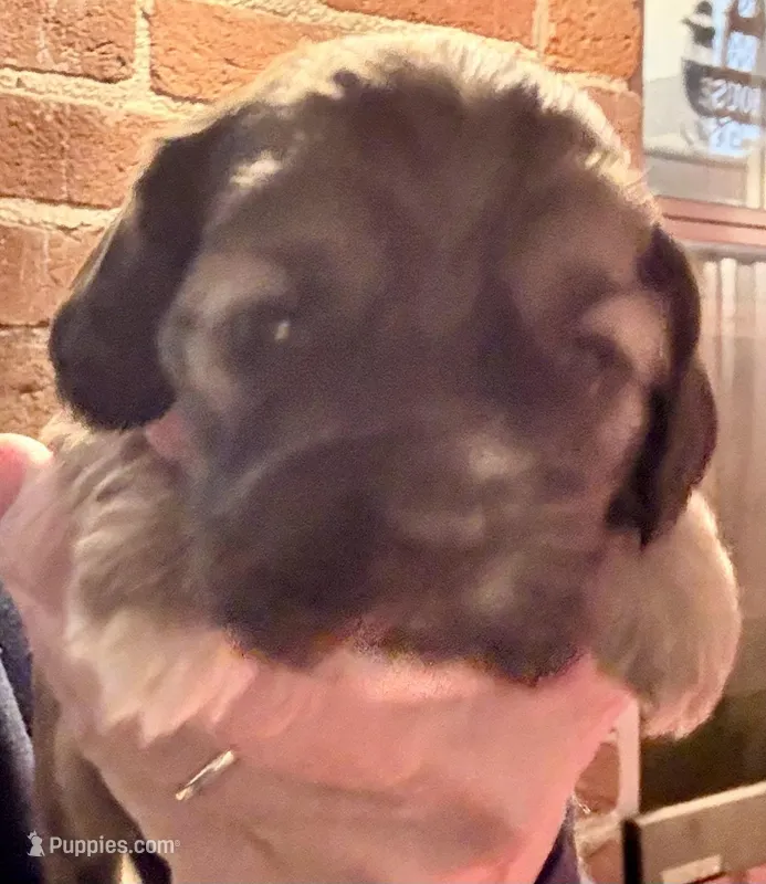 Paisley, a female Cocker Spaniel for sale in Cable, OH – Photo 1 of 3