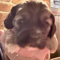 Paisley, a female Cocker Spaniel for sale in Cable, OH – Photo 1 of 3