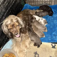 Paisley, a female Cocker Spaniel for sale in Cable, OH – Photo 3 of 3