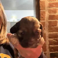 Paisley, a female Cocker Spaniel for sale in Cable, OH – Photo 2 of 3