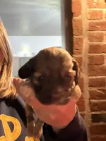 Paisley, a female Cocker Spaniel for sale in Cable, OH – Photo 2 of 3