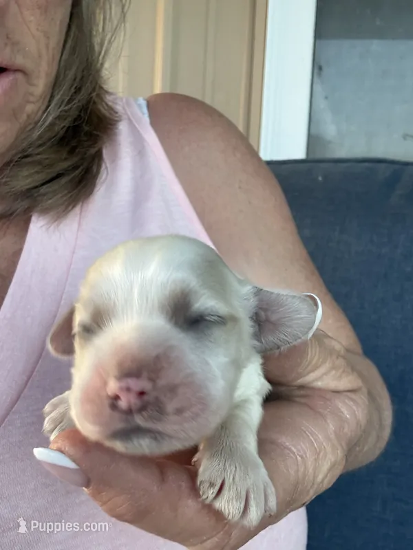 Callie – Cocker Spaniel puppy for sale in Cable, OH