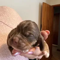 Nugget, a male Cocker Spaniel for sale in Cable, OH – Photo 3 of 4