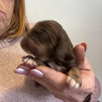 Nugget, a male Cocker Spaniel for sale in Cable, OH – Photo 4 of 4