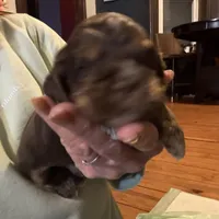 Nugget, a male Cocker Spaniel for sale in Cable, OH – Photo 2 of 4