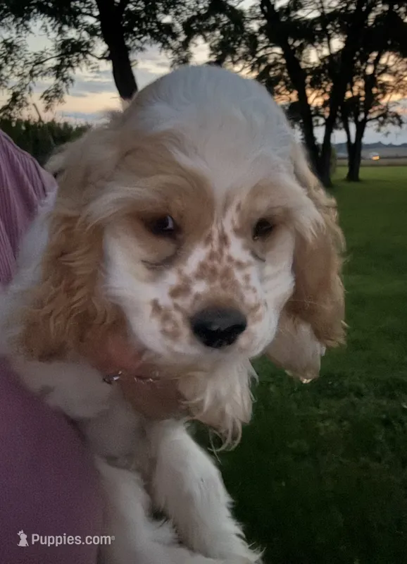 Rosie – Cocker Spaniel puppy for sale in Cable, OH