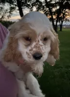 Rosie, a female Cocker Spaniel for sale in Cable, OH – 1 of 2