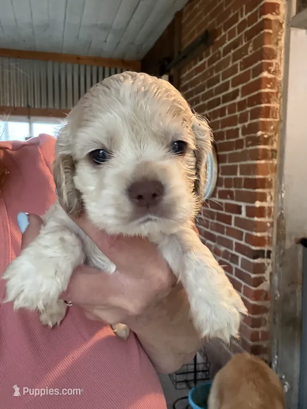 Charlie – Cocker Spaniel puppy for sale in Cable, OH