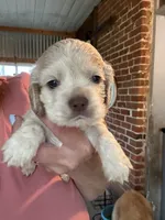 Charlie, a male Cocker Spaniel for sale in Cable, OH – 1 of 2