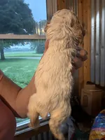 Champ, a male Cocker Spaniel for sale in Cable, OH – 2 of 5