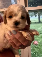Champ, a male Cocker Spaniel for sale in Cable, OH – 3 of 5
