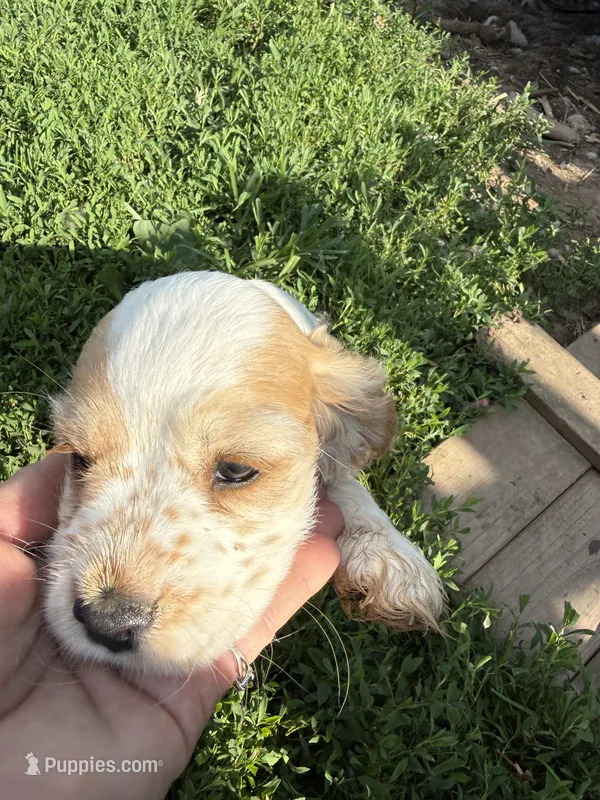 Rosie, a female Cocker Spaniel for sale in Cable, OH – 1 of 1