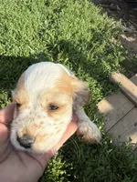 Rosie, a female Cocker Spaniel for sale in Cable, OH – 1 of 1