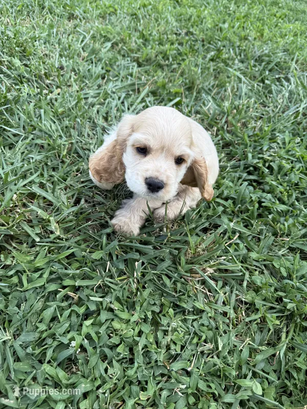 Callie – Cocker Spaniel puppy for sale in Cable, OH