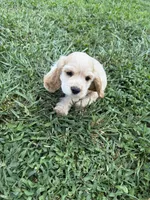 Callie, a female Cocker Spaniel for sale in Cable, OH – 1 of 3