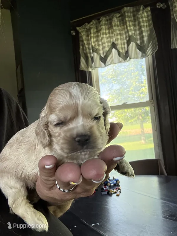 Callie – Cocker Spaniel puppy for sale in Cable, OH