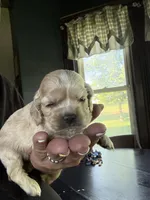 Callie, a female Cocker Spaniel for sale in Cable, OH – 1 of 1