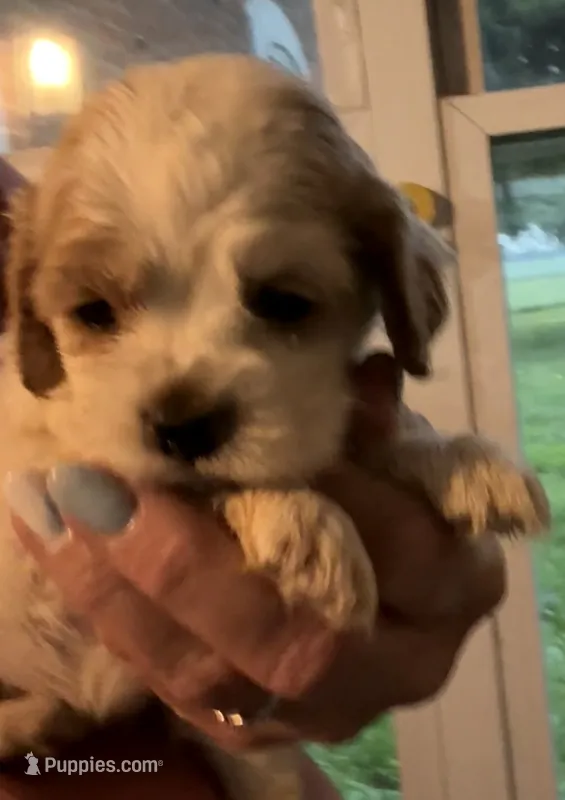 Champ – Cocker Spaniel puppy for sale in Cable, OH