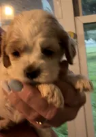 Champ, a male Cocker Spaniel for sale in Cable, OH – 1 of 5