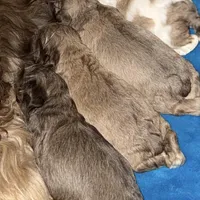 Petey, a male Cocker Spaniel for sale in Cable, OH – Photo 1 of 2