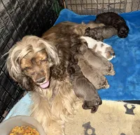 Petey, a male Cocker Spaniel for sale in Cable, OH – Photo 2 of 2