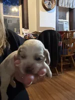 Champ, a male Cocker Spaniel for sale in Cable, OH – 2 of 2