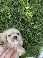 Callie, a female Cocker Spaniel for sale in Cable, OH – 2 of 3
