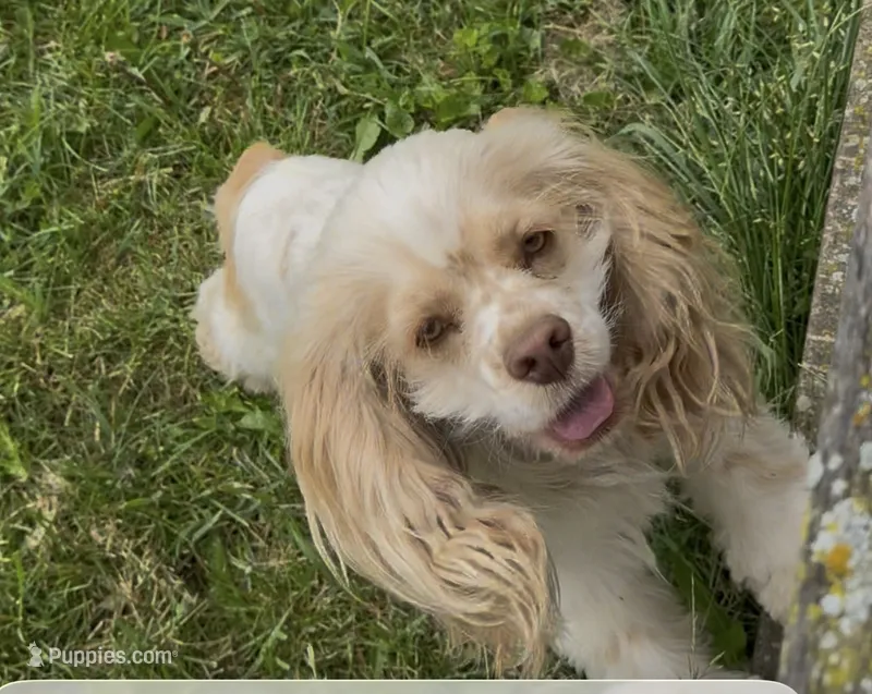 Winston – Cocker Spaniel puppy for sale in Cable, OH