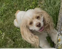 Winston, a male Cocker Spaniel for sale in Cable, OH – 1 of 2