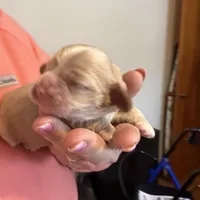 Buff  Boy, a male Cocker Spaniel for sale in Cable, OH – Photo 2 of 3