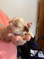 Buff  Boy, a male Cocker Spaniel for sale in Cable, OH – Photo 2 of 2