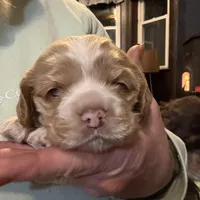 Buff  Boy, a male Cocker Spaniel for sale in Cable, OH – Photo 1 of 3