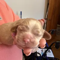 Buff  Boy, a male Cocker Spaniel for sale in Cable, OH – Photo 3 of 3