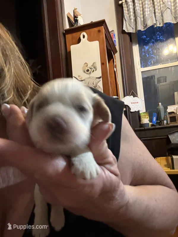 Champ – Cocker Spaniel puppy for sale in Cable, OH