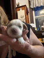 Champ, a male Cocker Spaniel for sale in Cable, OH – 1 of 2