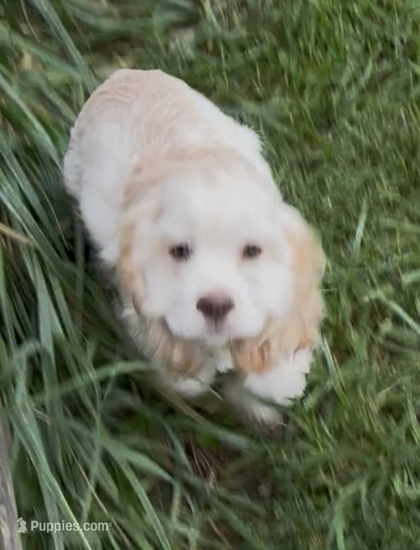 Cooper – Cocker Spaniel puppy for sale in Cable, OH