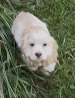 Cooper, a male Cocker Spaniel for sale in Cable, OH – 1 of 2
