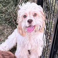 Winston, a male Cocker Spaniel for sale in Cable, OH – 1 of 1