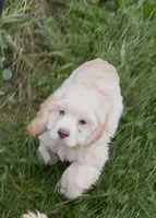 Cooper, a male Cocker Spaniel for sale in Cable, OH – 2 of 2