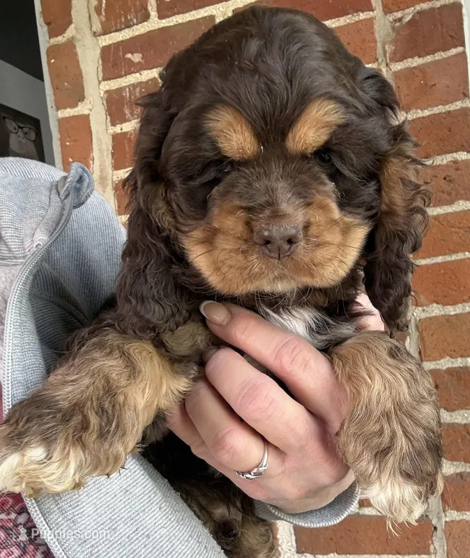 Hershey , a male Cocker Spaniel for sale in Cable, OH – Photo 1 of 2