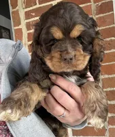 Hershey , a male Cocker Spaniel for sale in Cable, OH – Photo 1 of 2