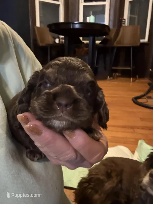 Hershey , a male Cocker Spaniel for sale in Cable, OH – Photo 1 of 1