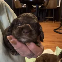 Hershey , a male Cocker Spaniel for sale in Cable, OH – Photo 2 of 2