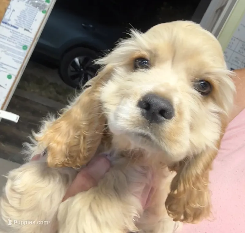 Charlie – Cocker Spaniel puppy for sale in Cable, OH