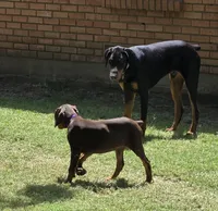 Hazel eyes., a male Doberman Pinscher for sale in Dallas, TX – 3 of 9