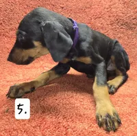 Purple Girl., a female Doberman Pinscher for sale in Dallas, TX – 3 of 4