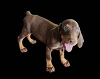 Hazel eyes., a male Doberman Pinscher for sale in Dallas, TX – 7 of 9