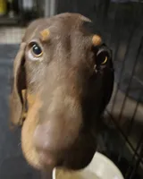 Hazel eyes., a male Doberman Pinscher for sale in Dallas, TX – 4 of 9