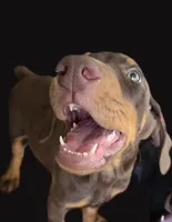 Hazel eyes., a male Doberman Pinscher for sale in Dallas, TX – 9 of 9
