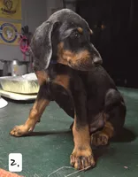 Blue boy., a male Doberman Pinscher for sale in Dallas, TX – 2 of 2